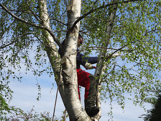 Bowmanstown, PA Tree Removal Services Company